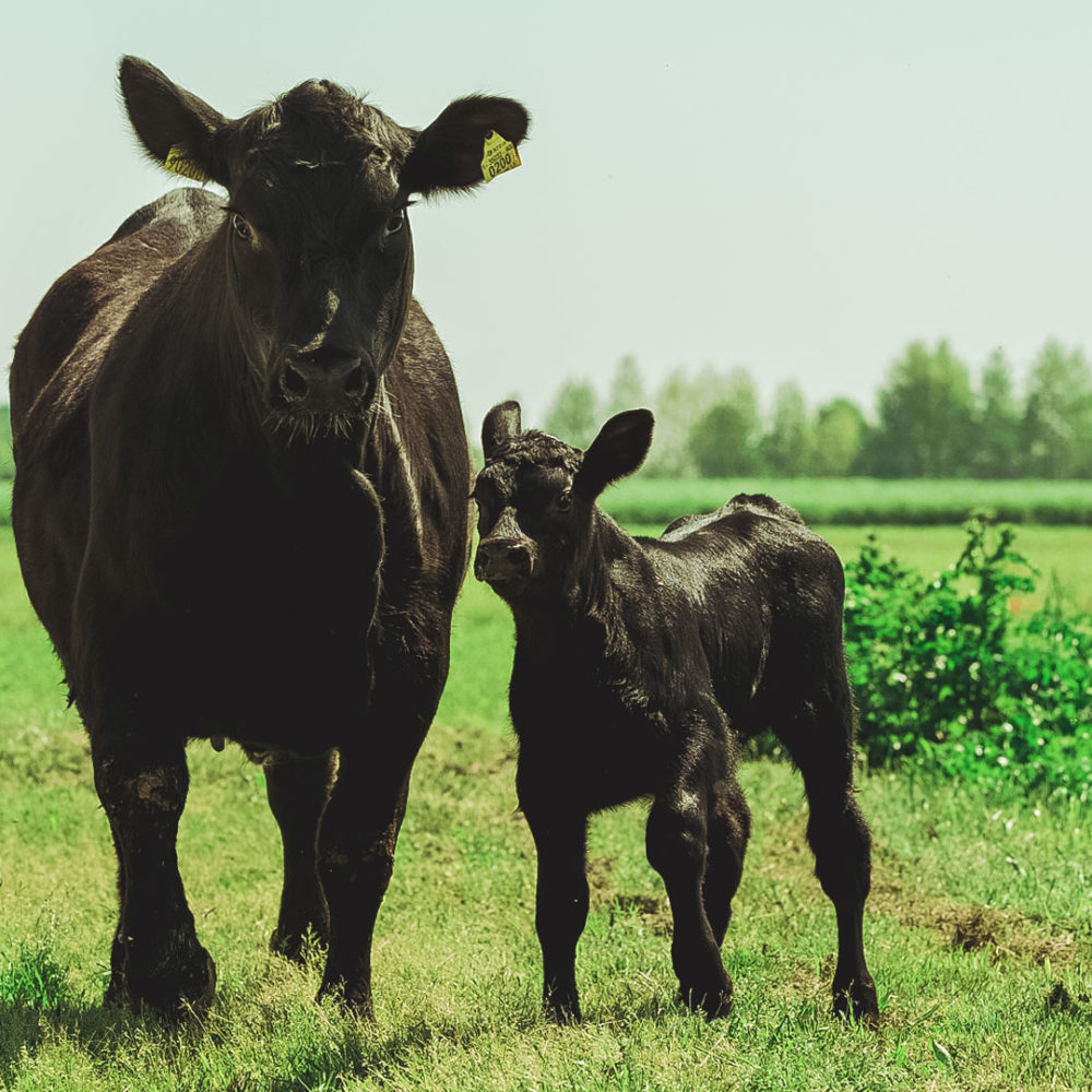 filiera totale - pantano carni